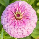 100 PCS Seeds Long Flowering Period Bonsai Zinnias Elegans Widely Cultivated 100 PCS Seeds Long Flowering Period Bonsai Zinnias Elegans Widely Cultivated