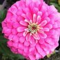 100 PCS Seeds Long Flowering Period Bonsai Zinnias Elegans Widely Cultivated