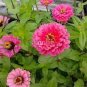 100 PCS Seeds Long Flowering Period Bonsai Zinnias Elegans Widely Cultivated