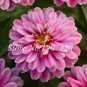 100 PCS Seeds Long Flowering Period Bonsai Zinnias Elegans Widely Cultivated
