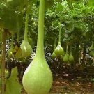 10 PCS Seeds Long Handle Dipper Gourd