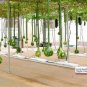 10 PCS Seeds Long Handle Dipper Gourd