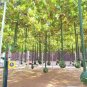 10 PCS Seeds Long Handle Dipper Gourd