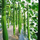 15 PCS Seeds Long Loofah Organic 15 PCS Seeds Long Loofah Organic
