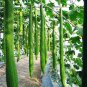 15 PCS Seeds Long Loofah Organic