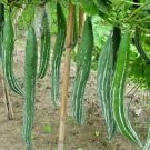 4 PCS Seeds Long Snake Gourd 'Trichosanthes cucumerina' 4 PCS Seeds Long Snake Gourd 'Trichosanthes cucumerina'
