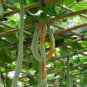 4 PCS Seeds Long Snake Gourd 'Trichosanthes cucumerina'