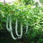 4 PCS Seeds Long Snake Gourd 'Trichosanthes cucumerina'