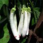 20 PCS Seeds Long White Eggplants, Organic Heirloom Vegetables