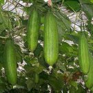 8 PCS Seeds Loofah Giant Thick Climbing Sponge Gourd