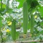8 PCS Seeds Loofah Giant Thick Climbing Sponge Gourd