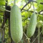 8 PCS Seeds Loofah Giant Thick Climbing Sponge Gourd