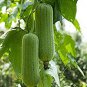 10 PCS Seeds Loofah Luffa Green Fat Vegetable