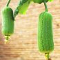 10 PCS Seeds Loofah Luffa Green Fat Vegetable