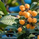10 PCS Seeds Loquat Fruit Tree