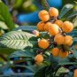 10 PCS Seeds Loquat Fruit Tree