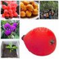 10 PCS Seeds Loquat Fruit Tree