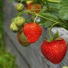 100 PCS Seeds Loran F1 Strawberry