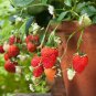100 PCS Seeds Loran F1 Strawberry