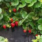 100 PCS Seeds Loran F1 Strawberry