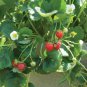 100 PCS Seeds Loran F1 Strawberry