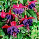 100 PCS Seeds Loss Promotion!Purple Double Petals Fuchsia Flores Bonsai Potted Flower 100 PCS Seeds Loss Promotion!Purple Double Petals Fuchsia Flores Bonsai Potted Flower