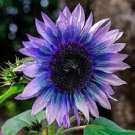 50 PCS Seeds Lots Bulk seedsplants Garden Decoration Floral Plants Blue Rare 50 PCS Seeds Lots Bulk seedsplants Garden Decoration Floral Plants Blue Rare