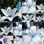 50 PCS Seeds Lots Bulk seedsplants Garden Decoration Floral Plants Blue Rare