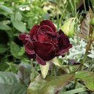 200 PCS Seeds Louis Xiv Rose 200 PCS Seeds Louis Xiv Rose