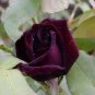 200 PCS Seeds Louis Xiv Rose