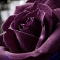 200 PCS Seeds Louis Xiv Rose