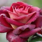 50 PCS Seeds Louis Xiv Rose seeds Perennials