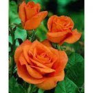 200 PCS Seeds Louis Xiv Rose seeds Perennials