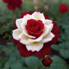 420 PCS Seeds LOVE IN ROSE RARE ROSE BUSH RED WHITE ROSE 420 PCS Seeds LOVE IN ROSE RARE ROSE BUSH RED WHITE ROSE