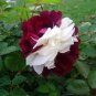 420 PCS Seeds LOVE IN ROSE RARE ROSE BUSH RED WHITE ROSE