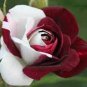 420 PCS Seeds LOVE IN ROSE RARE ROSE BUSH RED WHITE ROSE