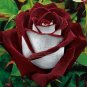 420 PCS Seeds LOVE IN ROSE RARE ROSE BUSH RED WHITE ROSE