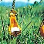 100 PCS Seeds Lovely Funny Flower Calceolaria Herbeohybrida Indoor & Outdoor