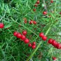 6 PCS Seeds Lucid Asparagus Chinese Herbs