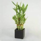 50 PCS Seeds Lucky Bamboo Bonsai Small Potted Plants 50 PCS Seeds Lucky Bamboo Bonsai Small Potted Plants
