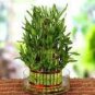 50 PCS Seeds Lucky Bamboo Bonsai Small Potted Plants