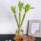 50 PCS Seeds Lucky Bamboo Choose Potted Bonsai Variety Complete Dracaena Plant