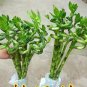 50 PCS Seeds Lucky Bamboo Choose Potted Bonsai Variety Complete Dracaena Plant