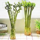 50 PCS Seeds Lucky Bamboo Seeds Green Indoor Plants
