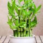 50 PCS Seeds Lucky Bamboo Seeds Green Indoor Plants