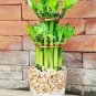 50 PCS Seeds Lucky Bamboo Seeds Green Indoor Plants