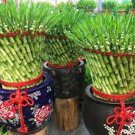 50 PCS Seeds Lucky Bamboo Seeds Home Garden Decoration Perennial Indoor Plant