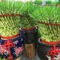 50 PCS Seeds Lucky Bamboo Seeds Home Garden Decoration Perennial Indoor Plant