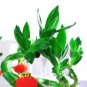 50 PCS Seeds Lucky Bamboo Seeds Home Garden Decoration Perennial Indoor Plant