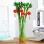 50 PCS Seeds Lucky Bamboo Seeds Home Garden Decoration Perennial Indoor Plant